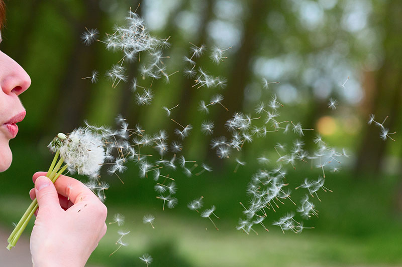 Clean pollen from the interior and exterior of your car