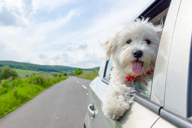 5 Must-Have Car Wash Items for Pet Owners