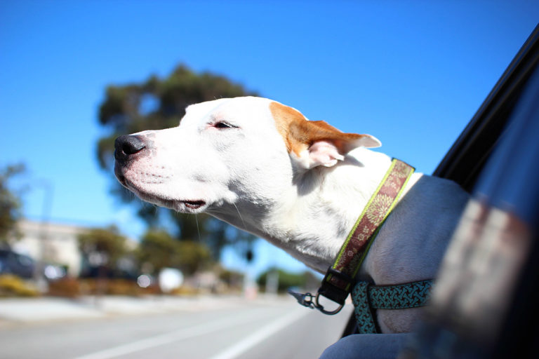 Get rid of bad car odors