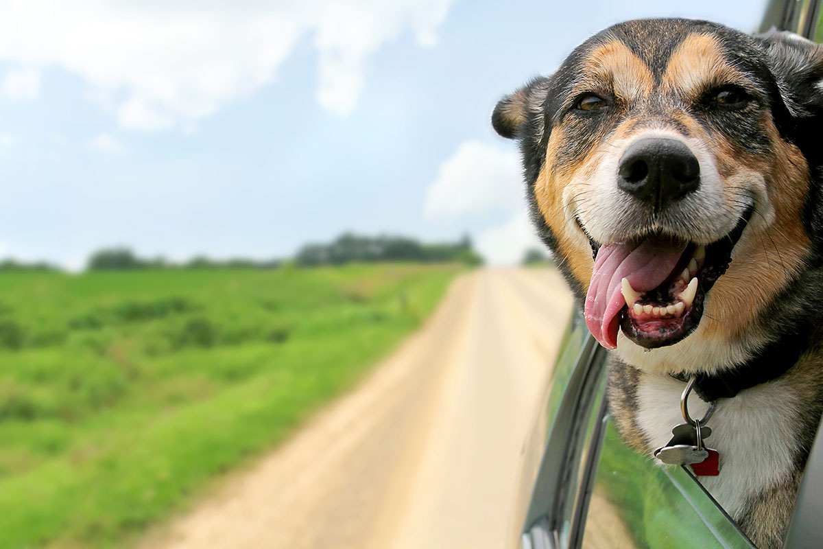 Remove pet hair from car upholstery